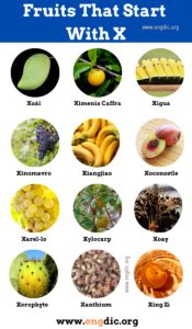 fruits that starts with x|13 Fruits That Start With X (With Detailed Information).